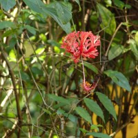 Hibiscus schizopetalus (Mast.) Hook.f.